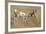 A Pronghorn Buck, Antilocapra Americana, Grazes in a Field-Richard Wright-Framed Photographic Print