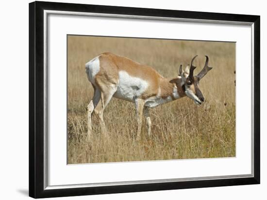 A Pronghorn Buck, Antilocapra Americana, Grazes in a Field-Richard Wright-Framed Photographic Print