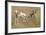 A Pronghorn Buck, Antilocapra Americana, Grazes in a Field-Richard Wright-Framed Photographic Print