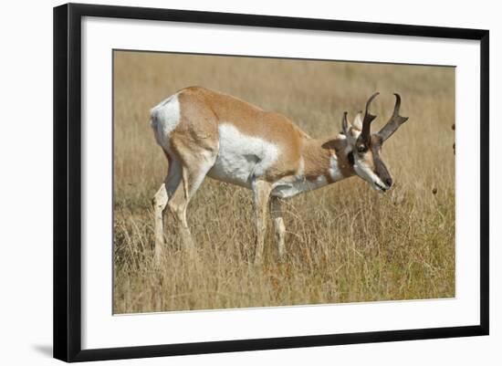 A Pronghorn Buck, Antilocapra Americana, Grazes in a Field-Richard Wright-Framed Photographic Print