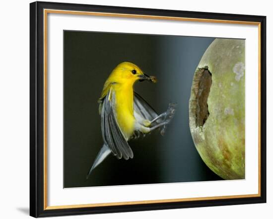 A Prothonotary Warbler-null-Framed Photographic Print