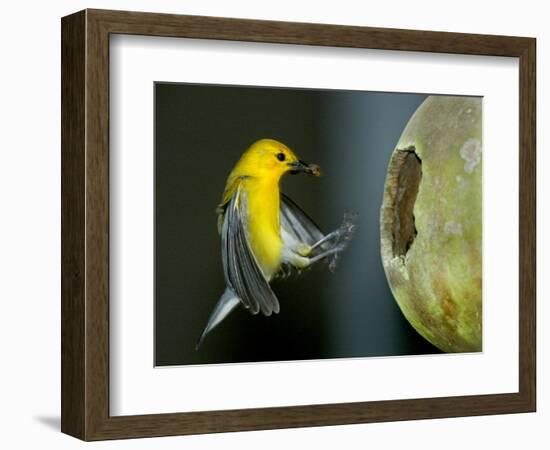 A Prothonotary Warbler-null-Framed Photographic Print