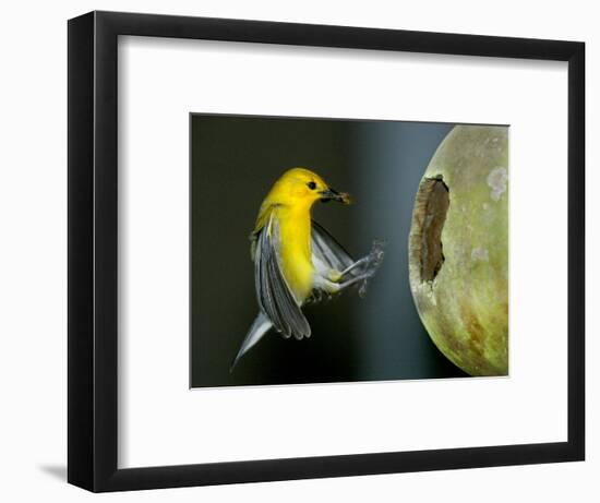 A Prothonotary Warbler-null-Framed Photographic Print