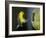 A Prothonotary Warbler-null-Framed Photographic Print