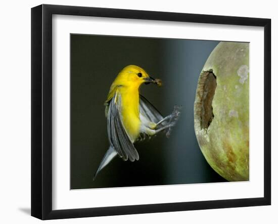 A Prothonotary Warbler-null-Framed Photographic Print