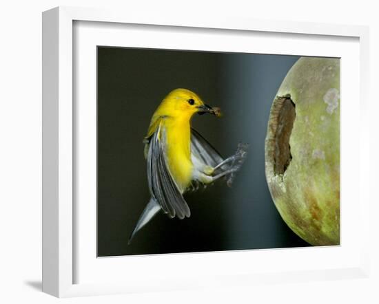 A Prothonotary Warbler-null-Framed Photographic Print