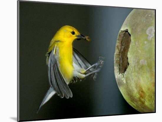 A Prothonotary Warbler-null-Mounted Photographic Print