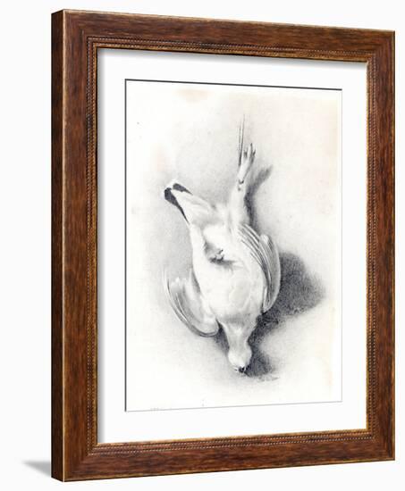 A Ptarmigan, 1898-99-Edward Adrian Wilson-Framed Giclee Print