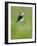 A puffin (Fratercula arctica) calling or gaping from long grass, Pembrokeshire, Wales, United Kingd-Matthew Cattell-Framed Photographic Print