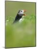 A puffin (Fratercula arctica) calling or gaping from long grass, Pembrokeshire, Wales, United Kingd-Matthew Cattell-Mounted Photographic Print