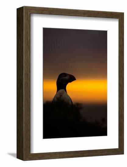 A puffin (Fratercula arctica) peering out over the Wick at sunset, Skomer Island, Pembrokeshire, Wa-Matthew Cattell-Framed Photographic Print