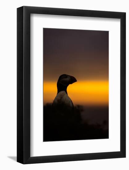 A puffin (Fratercula arctica) peering out over the Wick at sunset, Skomer Island, Pembrokeshire, Wa-Matthew Cattell-Framed Photographic Print