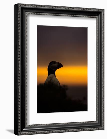 A puffin (Fratercula arctica) peering out over the Wick at sunset, Skomer Island, Pembrokeshire, Wa-Matthew Cattell-Framed Photographic Print