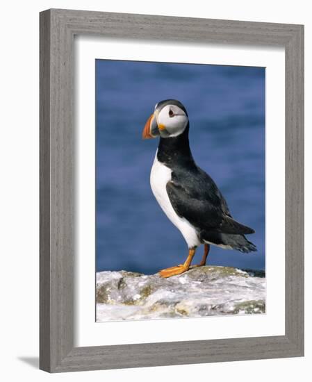 A Puffin Standing on Rock, Farne Islands, Northumberland, England, UK-Roy Rainford-Framed Photographic Print