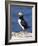 A Puffin Standing on Rock, Farne Islands, Northumberland, England, UK-Roy Rainford-Framed Photographic Print