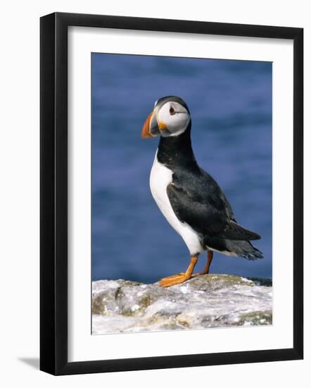 A Puffin Standing on Rock, Farne Islands, Northumberland, England, UK-Roy Rainford-Framed Photographic Print