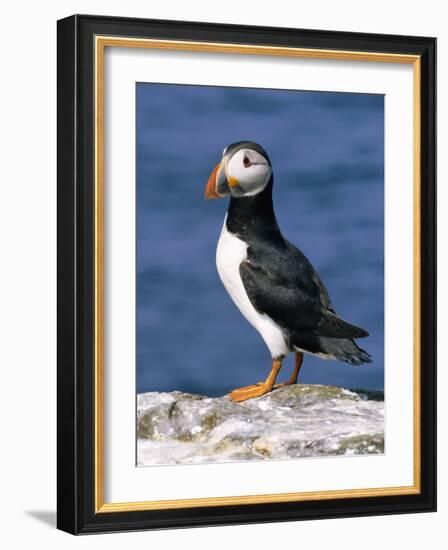 A Puffin Standing on Rock, Farne Islands, Northumberland, England, UK-Roy Rainford-Framed Photographic Print