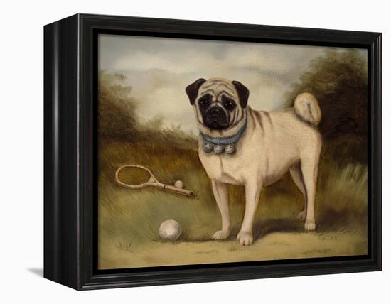 A Pug in Court-Porter Design-Framed Premier Image Canvas