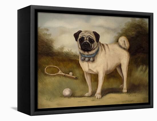 A Pug in Court-Porter Design-Framed Premier Image Canvas