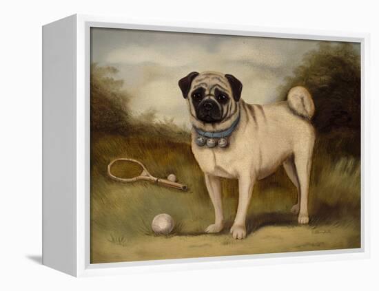 A Pug in Court-Porter Design-Framed Premier Image Canvas