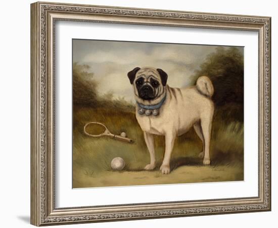 A Pug in Court-Porter Design-Framed Premium Giclee Print