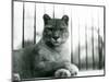 A Puma/Cougar/Mountain Lion/Catamount Resting at London Zoo in 1931 (B/W Photo)-Frederick William Bond-Mounted Giclee Print