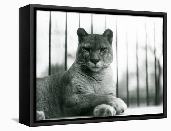 A Puma/Cougar/Mountain Lion/Catamount Resting at London Zoo in 1931 (B/W Photo)-Frederick William Bond-Framed Premier Image Canvas