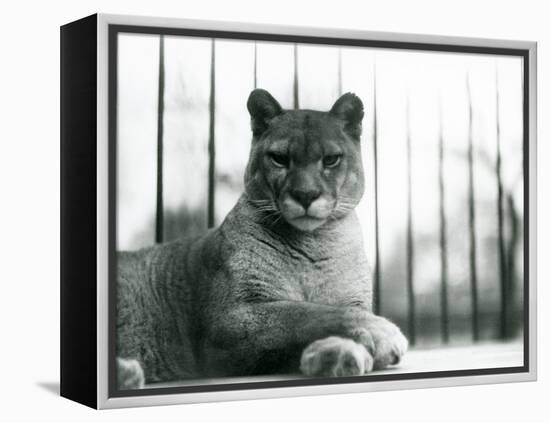 A Puma/Cougar/Mountain Lion/Catamount Resting at London Zoo in 1931 (B/W Photo)-Frederick William Bond-Framed Premier Image Canvas