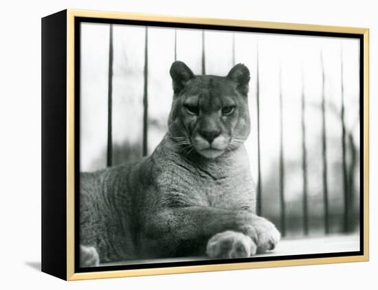 A Puma/Cougar/Mountain Lion/Catamount Resting at London Zoo in 1931 (B/W Photo)-Frederick William Bond-Framed Premier Image Canvas