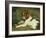 A Puppy Teasing a Frog, 1824-Edwin Henry Landseer-Framed Giclee Print