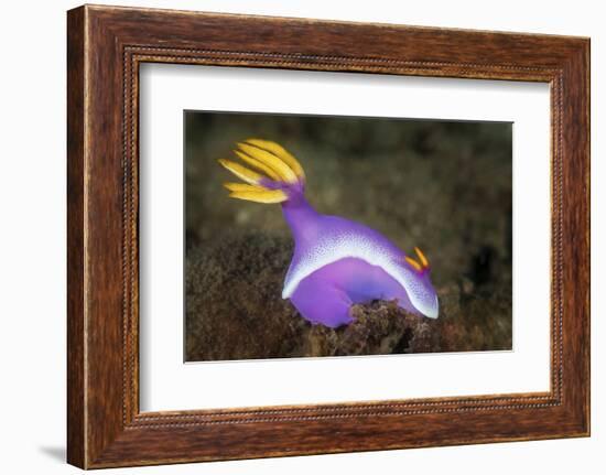 A Purple Nudibranch Searching for Sponges to Feed On-Stocktrek Images-Framed Photographic Print