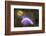 A Purple Nudibranch Searching for Sponges to Feed On-Stocktrek Images-Framed Photographic Print