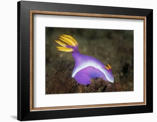 A Purple Nudibranch Searching for Sponges to Feed On-Stocktrek Images-Framed Photographic Print