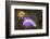 A Purple Nudibranch Searching for Sponges to Feed On-Stocktrek Images-Framed Photographic Print