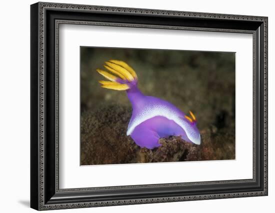 A Purple Nudibranch Searching for Sponges to Feed On-Stocktrek Images-Framed Photographic Print