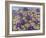 A Purple Patch, 2011-Pat Scott-Framed Giclee Print