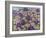 A Purple Patch, 2011-Pat Scott-Framed Giclee Print