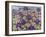 A Purple Patch, 2011-Pat Scott-Framed Giclee Print