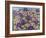 A Purple Patch, 2011-Pat Scott-Framed Giclee Print