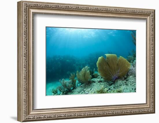 A Purple Sea Fan Sways in the Clear Blue Water of Looe Key Reef Off of Ramrod Key-James White-Framed Photographic Print