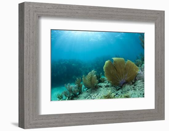 A Purple Sea Fan Sways in the Clear Blue Water of Looe Key Reef Off of Ramrod Key-James White-Framed Photographic Print