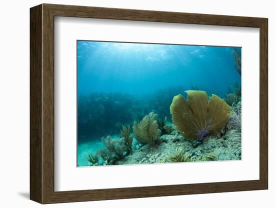 A Purple Sea Fan Sways in the Clear Blue Water of Looe Key Reef Off of Ramrod Key-James White-Framed Photographic Print