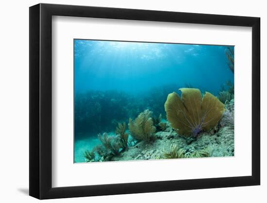 A Purple Sea Fan Sways in the Clear Blue Water of Looe Key Reef Off of Ramrod Key-James White-Framed Photographic Print