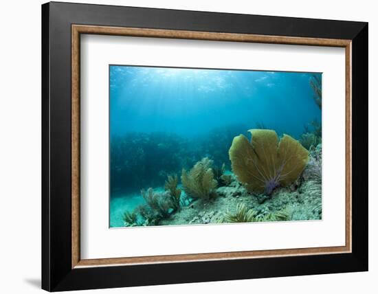 A Purple Sea Fan Sways in the Clear Blue Water of Looe Key Reef Off of Ramrod Key-James White-Framed Photographic Print