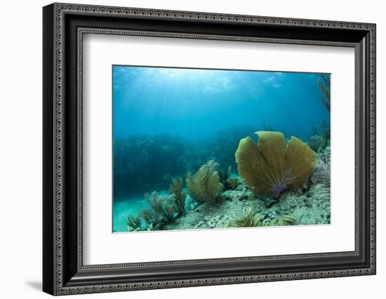 A Purple Sea Fan Sways in the Clear Blue Water of Looe Key Reef Off of Ramrod Key-James White-Framed Photographic Print