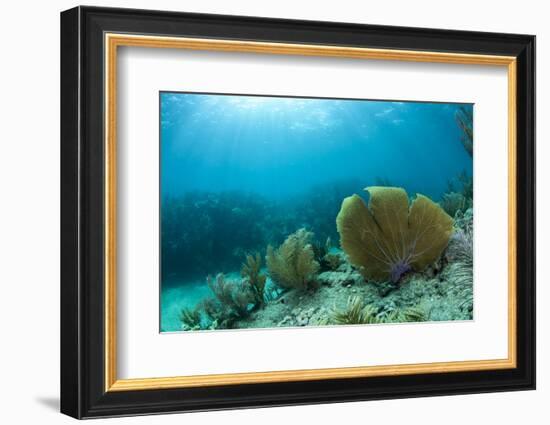 A Purple Sea Fan Sways in the Clear Blue Water of Looe Key Reef Off of Ramrod Key-James White-Framed Photographic Print