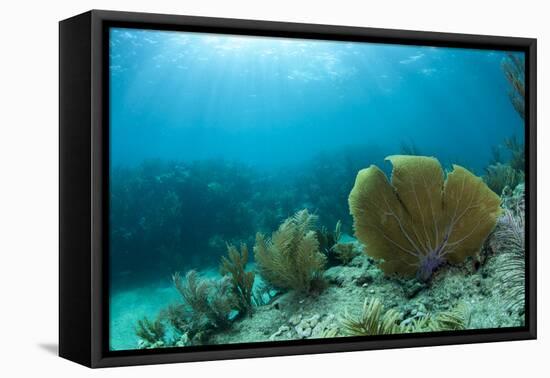 A Purple Sea Fan Sways in the Clear Blue Water of Looe Key Reef Off of Ramrod Key-James White-Framed Premier Image Canvas