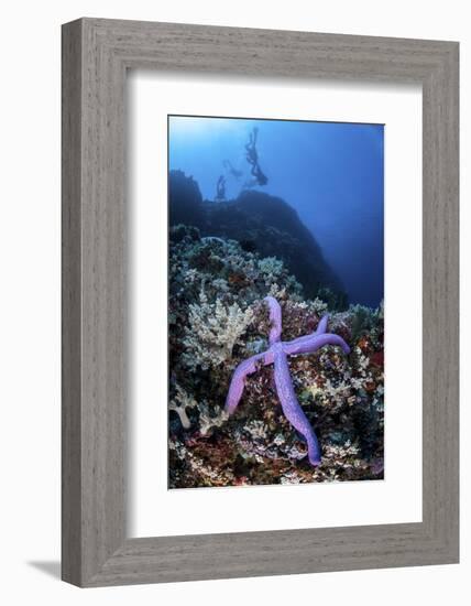 A Purple Sea Star Clings to a Diverse Reef Near the Island of Bangka, Indonesia-Stocktrek Images-Framed Photographic Print