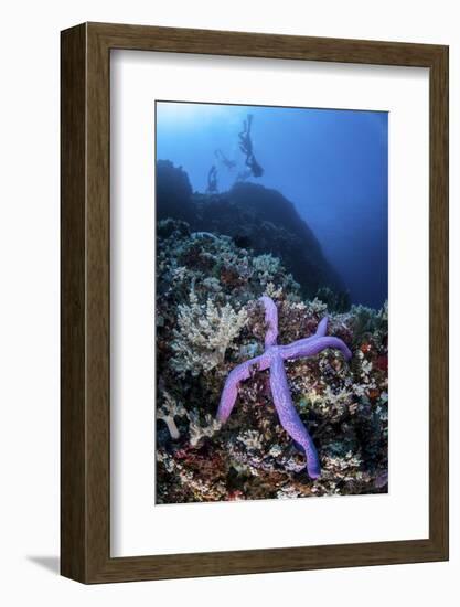 A Purple Sea Star Clings to a Diverse Reef Near the Island of Bangka, Indonesia-Stocktrek Images-Framed Photographic Print