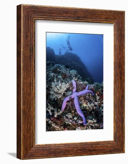 A Purple Sea Star Clings to a Diverse Reef Near the Island of Bangka, Indonesia-Stocktrek Images-Framed Photographic Print